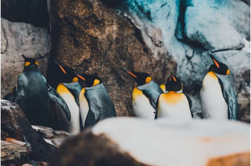emperor penguin 