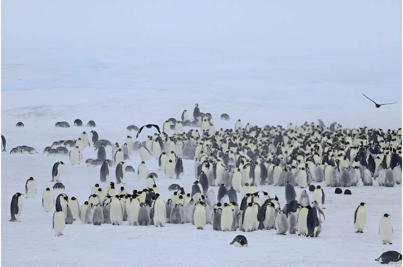 Emperor penguins face a bleak future—but some colonies will do better than others in diverse sea-ice conditions