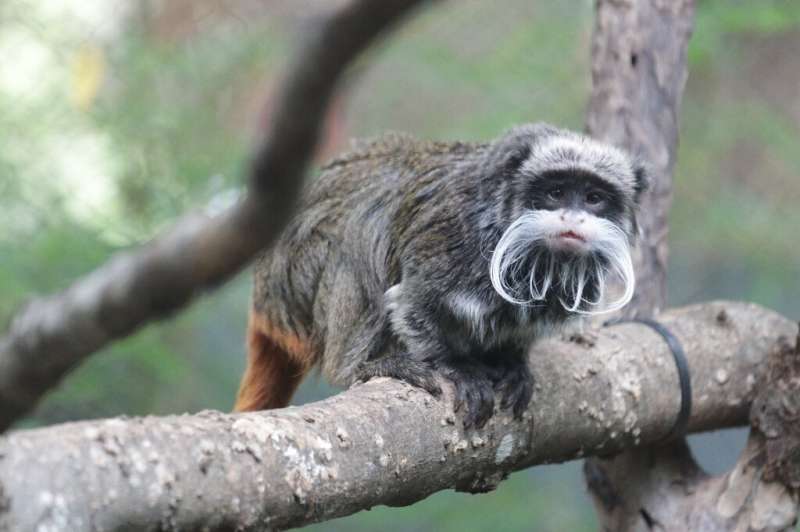 Emperor tamarin monkeys, like this one pictured in the Dallas Zoo, have distinctive white whiskers and are native to the southwe