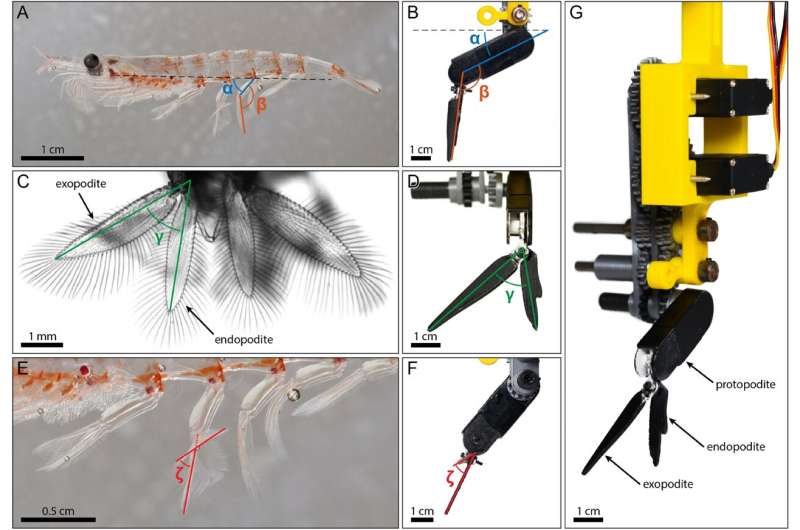 Emulating how krill swim to build a robotic platform for ocean navigation