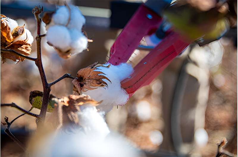 El sistema robótico 'efector final' desarrollado por un equipo de ingeniería pone a su alcance la cosecha autónoma de algodón