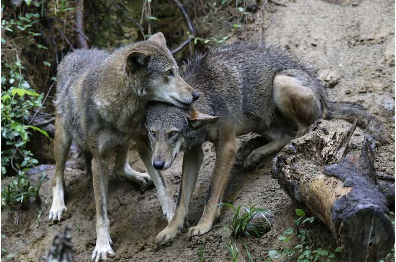 Endangered red wolf can make it in the wild, but not without 'significant' help, study says