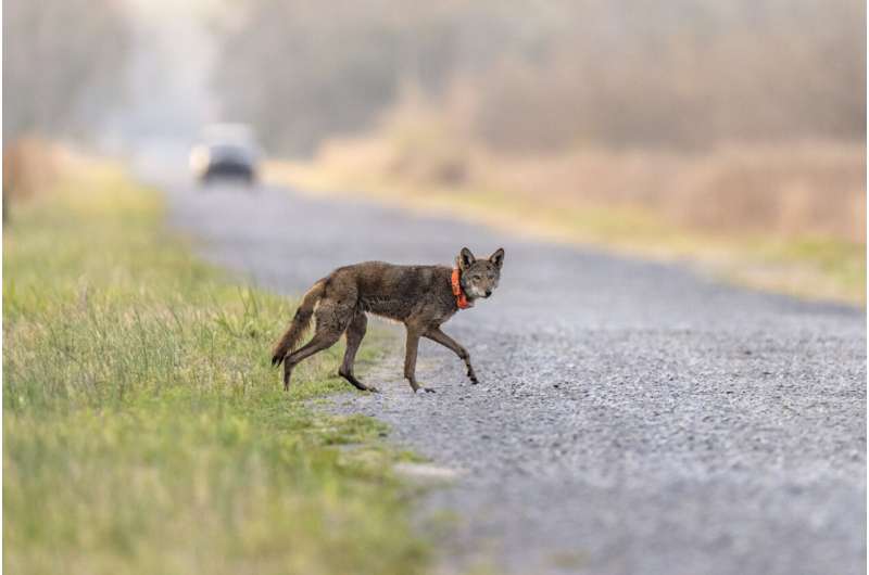 Endangered red wolf can make it in the wild, but not without 'significant' help, study says