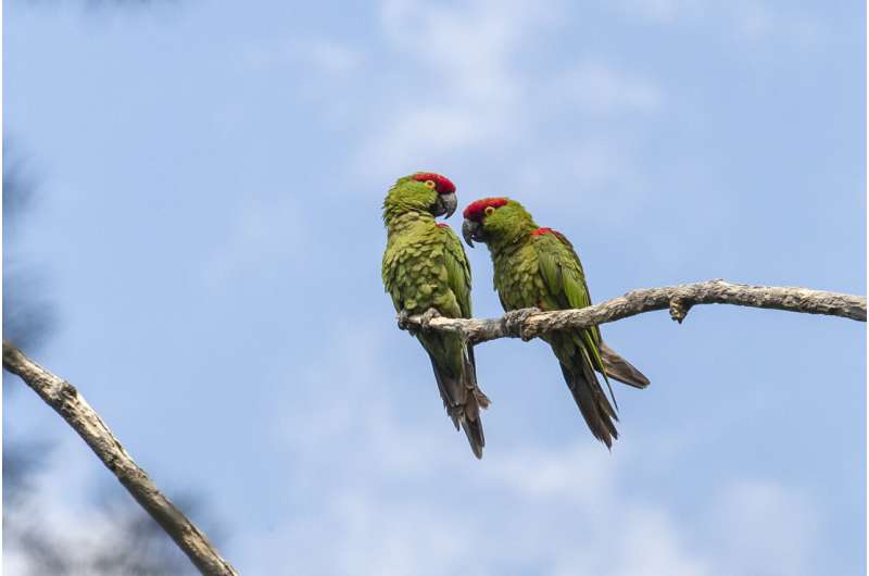 Endangered thick-billed parrots at risk of losing newly identified, unprotected Sierra Madre forest habitats to logging, deforestation, study shows