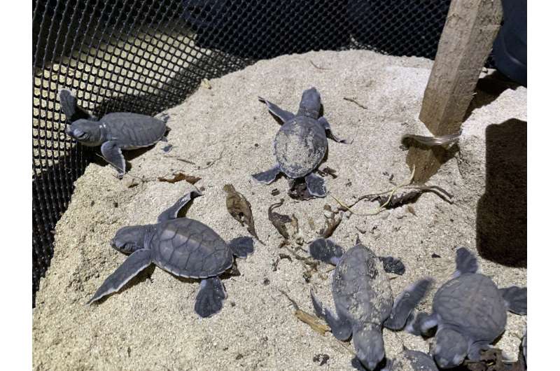 La population de tortues en voie de disparition est menacée car la pollution pourrait entraîner la naissance d'un excès de femelles