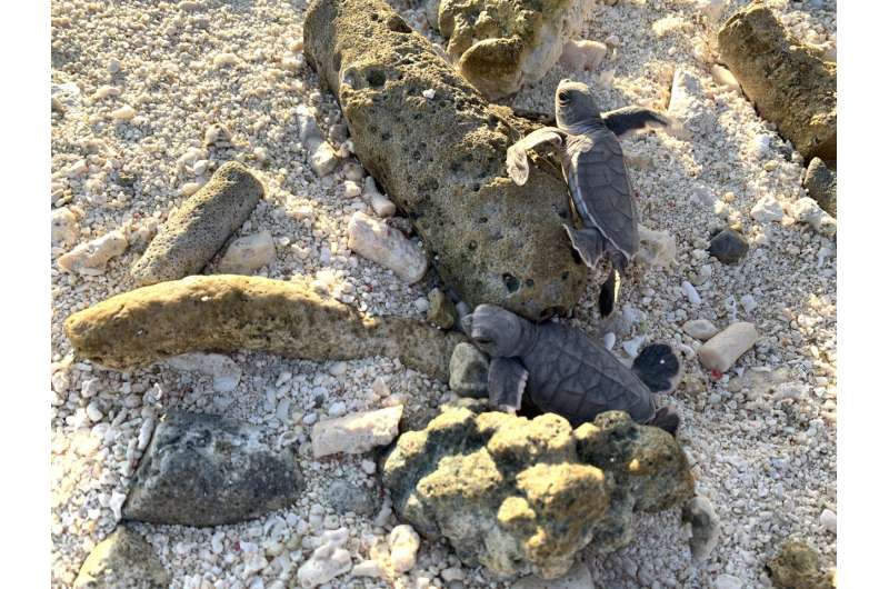 Endangered turtle population under threat as pollution may lead to excess of females being born