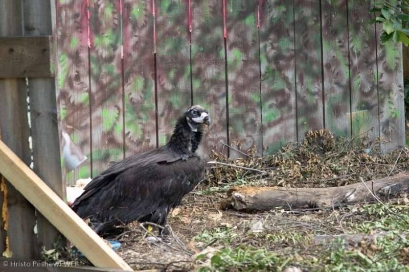 Endangered vulture returns to Bulgaria after being extinct for 36 years