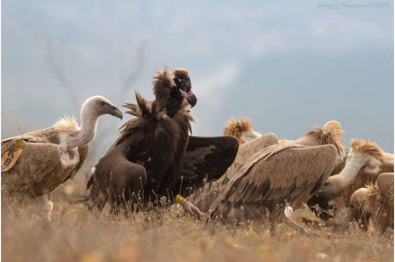 Endangered vulture returns to Bulgaria after being extinct for 36 years