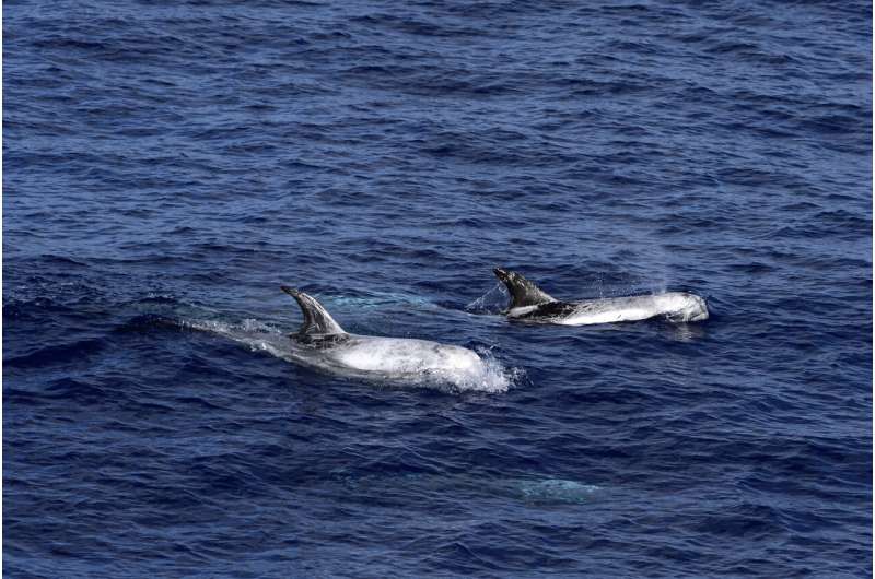 Endangered whales live in area earmarked for gas exploration