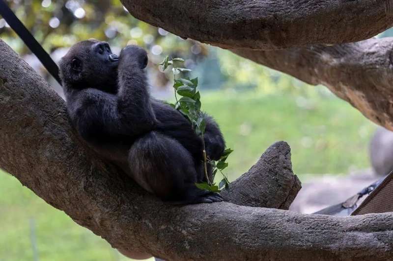 Engineering a new way to feed gorillas