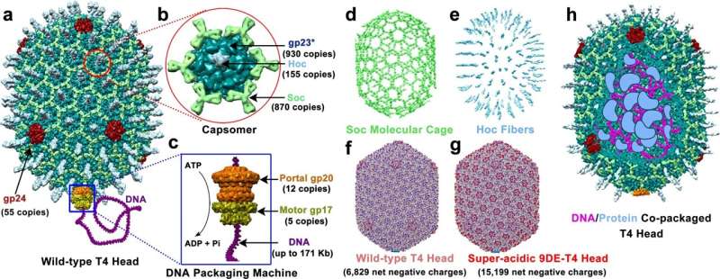 Engineering the bacteriophage T4 to serve as a vector for molecular repair