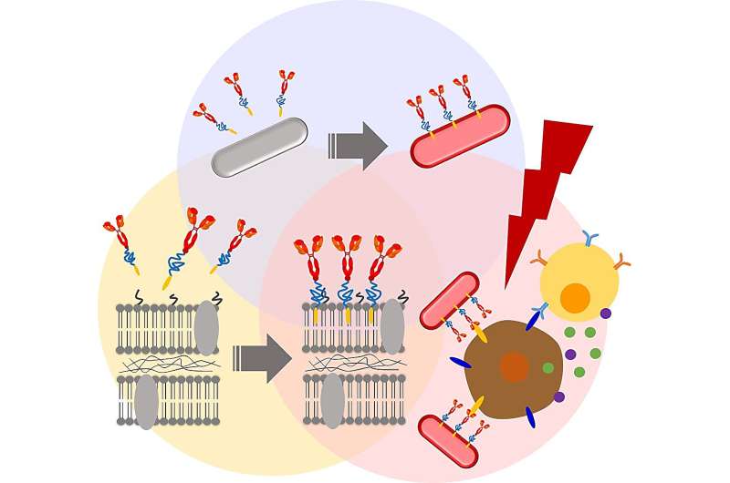 Enhancing cancer therapy using functionalized photosynthetic bacteria