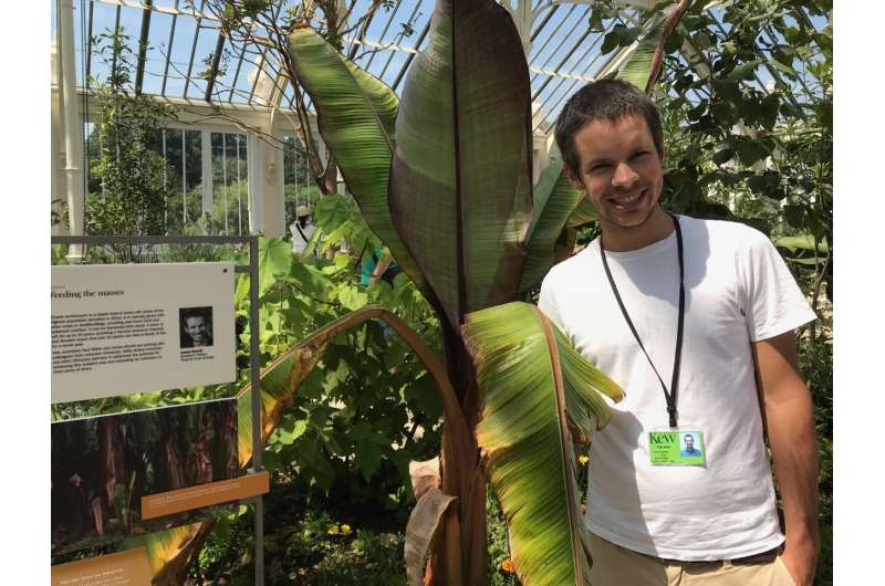 Enset, Ethiopia's remarkable 'tree against hunger' flowers at Kew Gardens for the first time