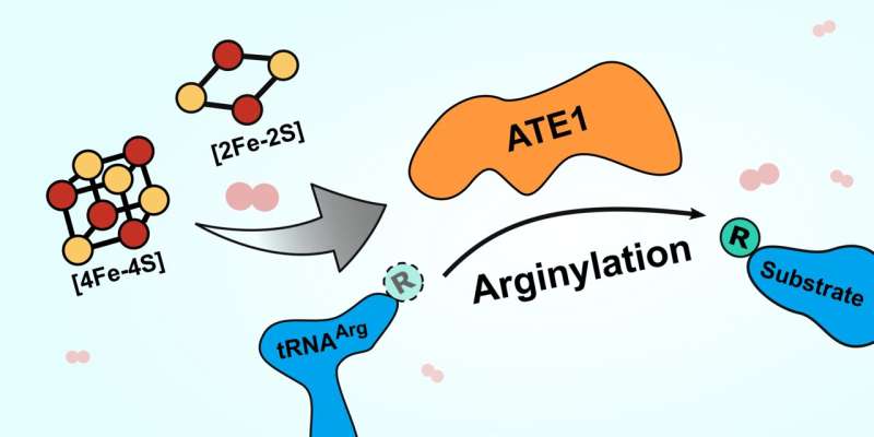 Фермент ATE1 играет роль в клеточной реакции на стресс, открывая двери для новых терапевтических целей