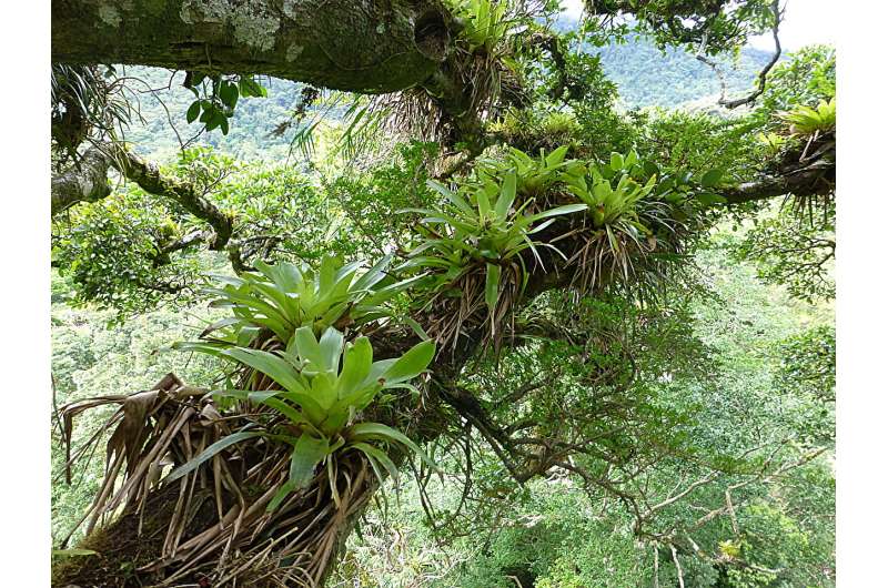Epiphytes, amazing plants like moss and bromeliads found in trees, face growing threats