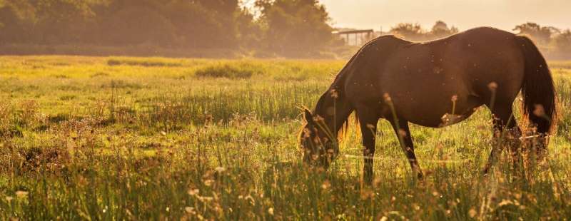 Equine feeding methods: Study examines effects on health, well-being