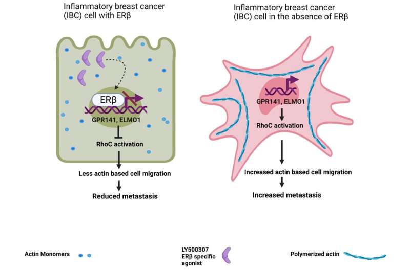 ERβ as a mediator of estrogen signaling in inflammatory breast cancer