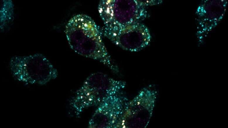 Escorting a key immune protein to its demise to control inflammation