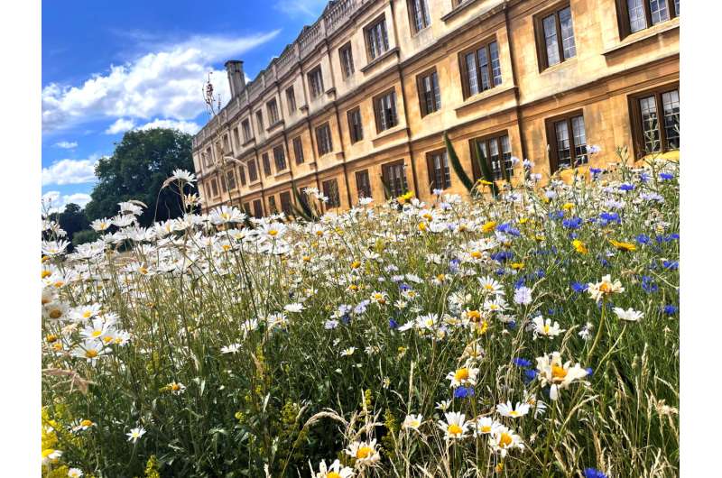 Establishing a wildflower meadow at King's College, Cambridge bolstered biodiversity and reduced greenhouse gas emissions, study