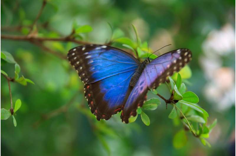 Establishing Amazonian Morpho butterflies as a new eco-evolutionary model