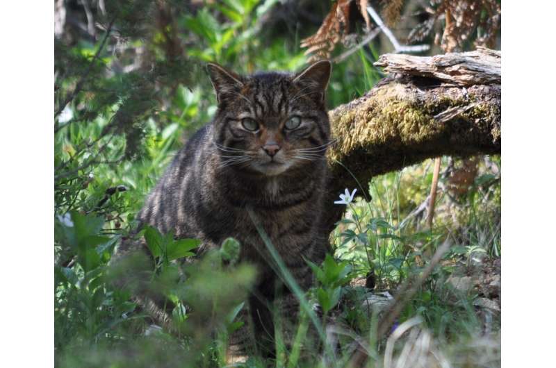 European wildcats avoided introduced domestic cats for 2,000 years