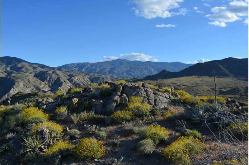 Mesmo as plantas do Deserto de Sonora não são imunes às mudanças climáticas