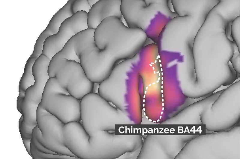 Evolution of language-relevant brain areas uncovered