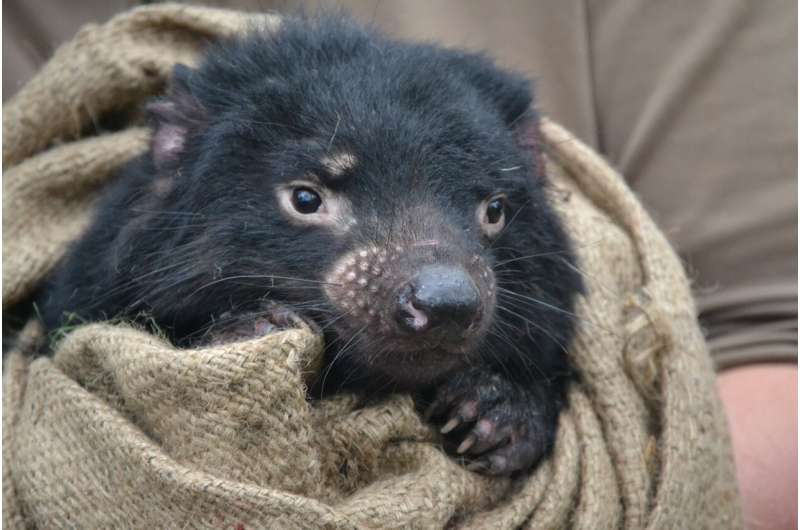 Evolution of two contagious cancers affecting Tasmanian devils underlines unpredictability of disease threat