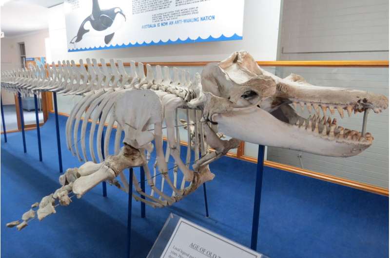 Evolutionary secrets of 'Old Tom' and the killer whales of Eden revealed by genetic study