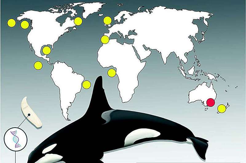 Evolutionary secrets of 'Old Tom' and the killer whales of Eden revealed by genetic study