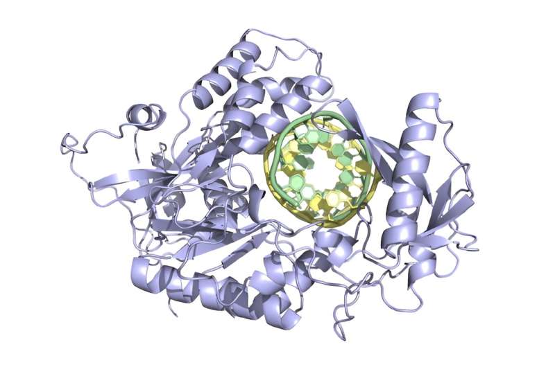 Structure (predicted by AlphaFold) of a new prime editor developed by the David Liu lab. 