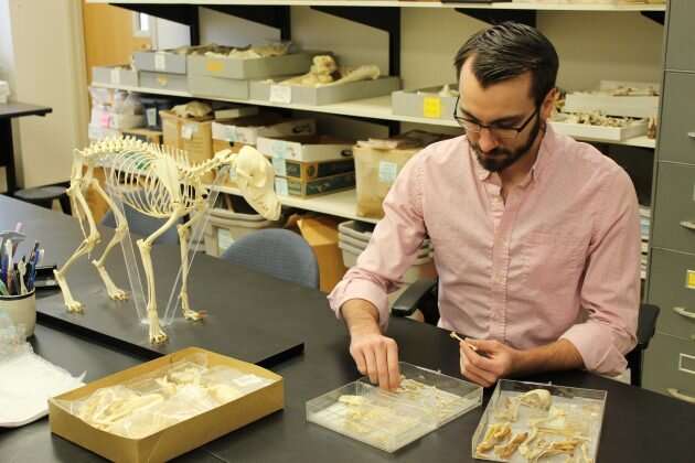 Excavated white-tailed deer bones could inform a more sustainable future