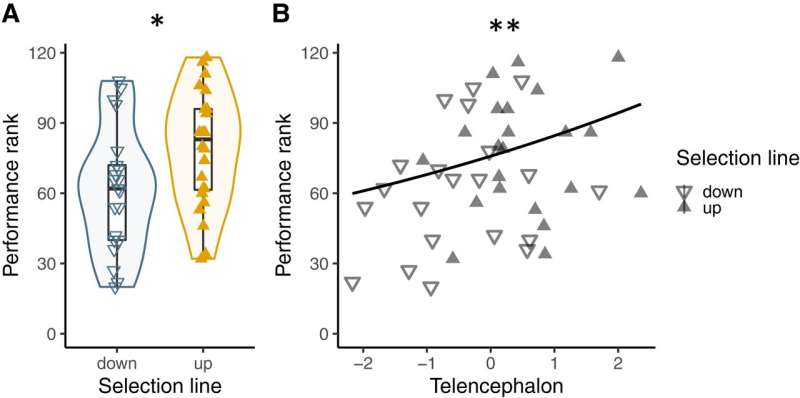 Executive functions in fish brains improved with experimental expansion of relative telencephalon size