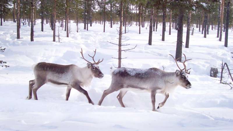 Exotic tree species in the forest mean loss of grazing land for reindeer