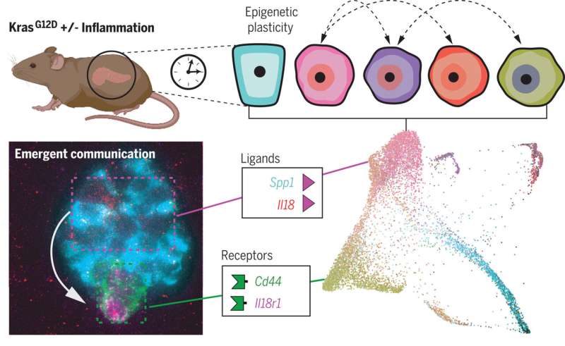 扩张的细胞间通讯驱动胰腺癌的早期发展,新的研究在老鼠身上发现