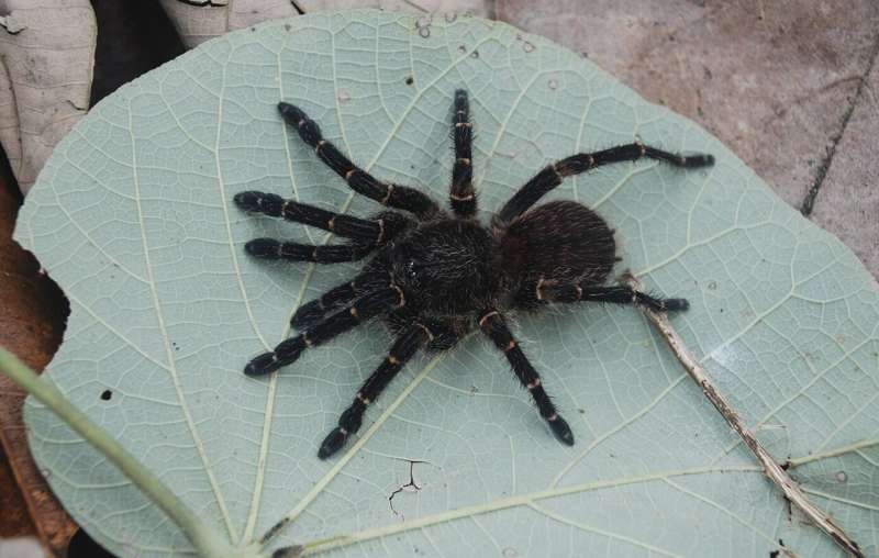 Expedition uncovers four new tarantula species in Colombia's biodiversity hotspot