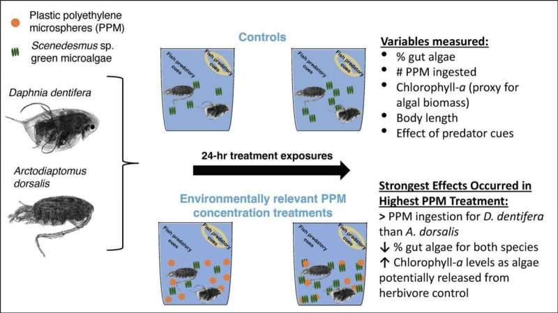 Experiment shows biological interactions of microplastics in watery environment