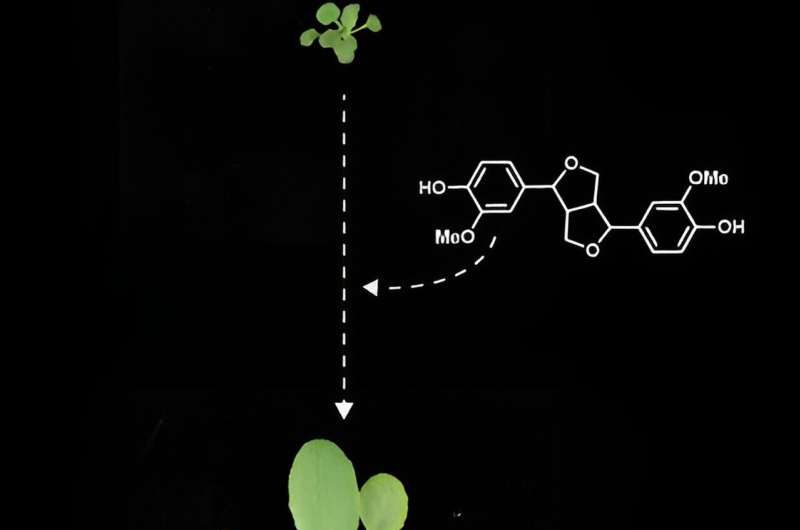 Experiments identify important new role of chemical compounds in plant development