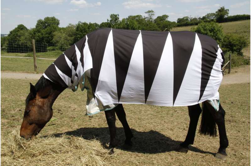 Experts discover how zebra stripes work