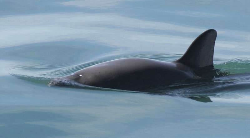 Experts doubt Mexico's pledge to protect endangered porpoise