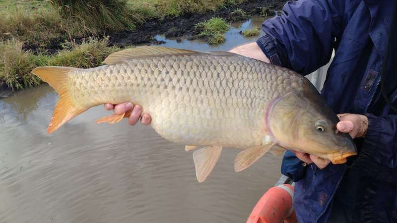 Exploding carp numbers are 'like a house of horrors' for our rivers. Is it time to unleash carp herpes?