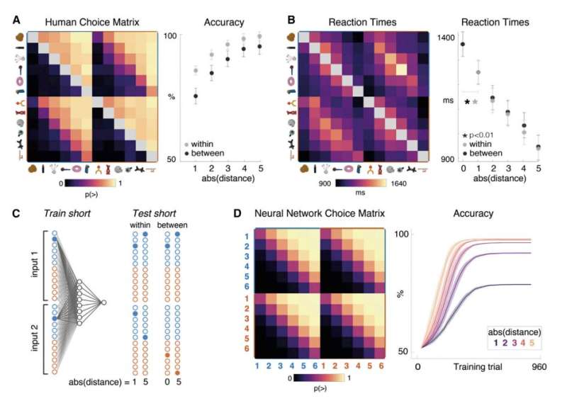 Exploring how the human brain and artificial neural networks assemble knowledge