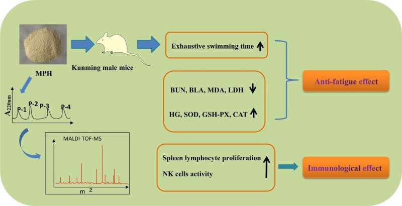 Exploring novel monkfish peptides that have anti-fatigue and immunological effects