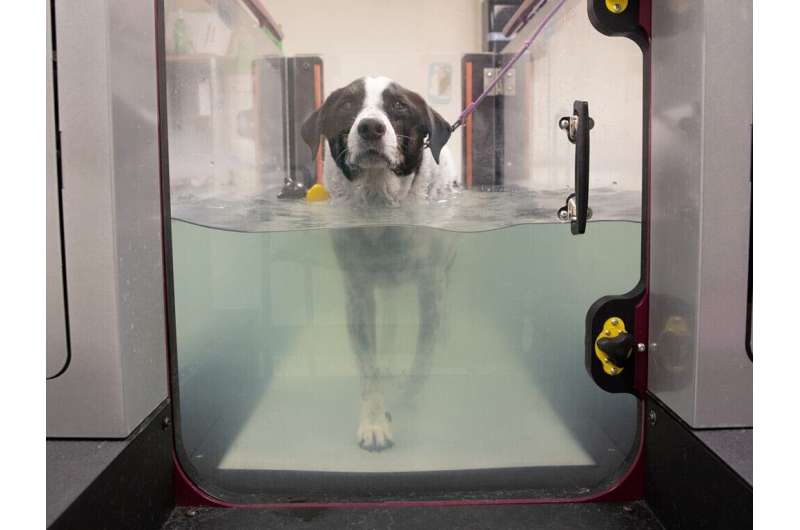 Exploring physical rehabilitation for dogs