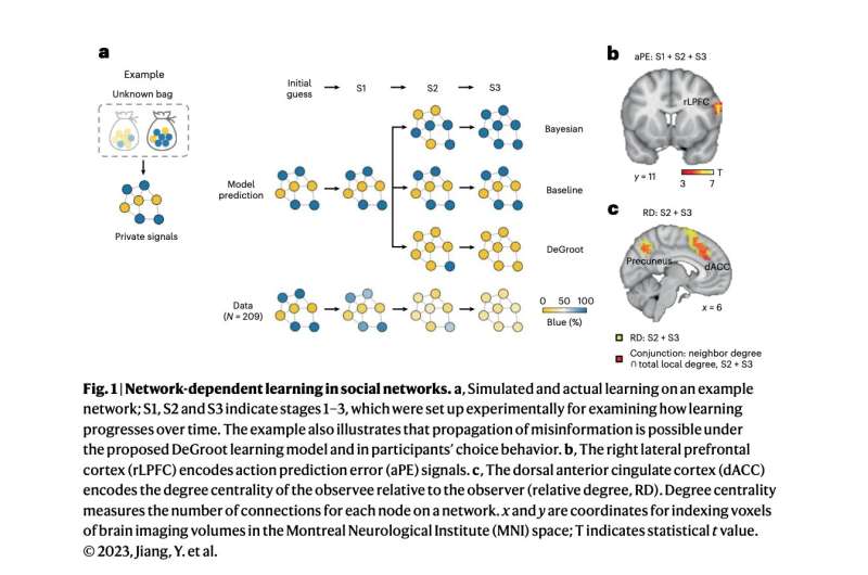 Exploring the neural mechanisms behind how social networks shape our decisions 