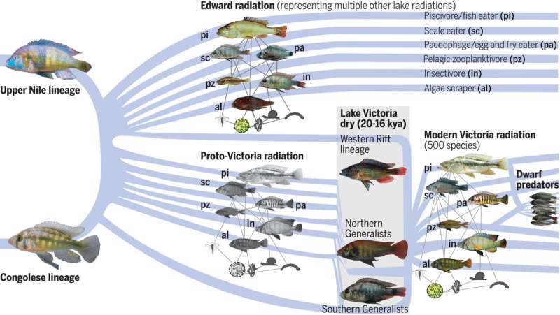 Explosion in fish biodiversity due to genetic recycling, study shows