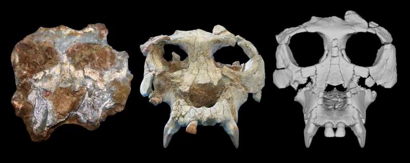 Extinct ape gets a facelift, 12 million years later