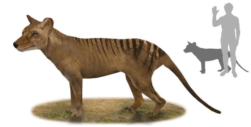 Extinct but not gone: The thylacine continues to fascinate
