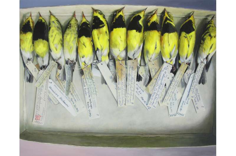 Extinct warbler's genome sequenced from museum specimens