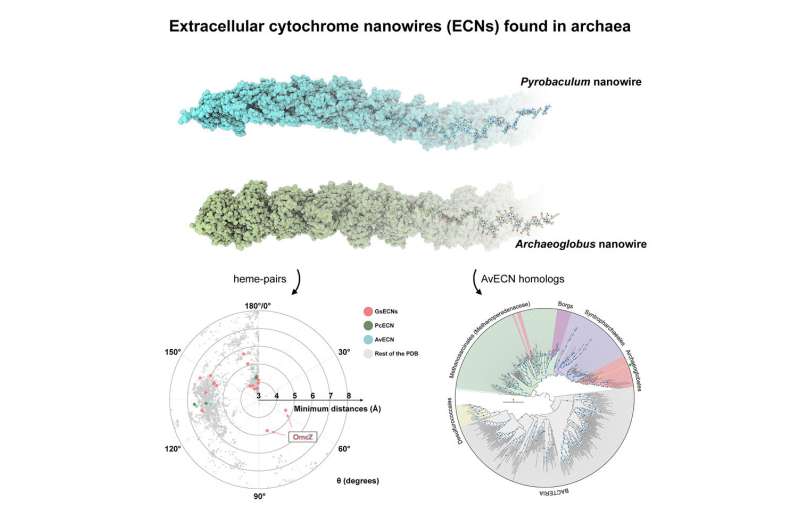 Extracellular cytochrome nanowires appear to be ubiquitous in microbes